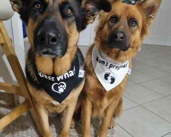 Pregnancy Announcement Dog Bandanas Duo - Guess What? Mum's Pregnant - Baby Reveal  2 Dogs - Two Bandanas: 1 White + 1 Black