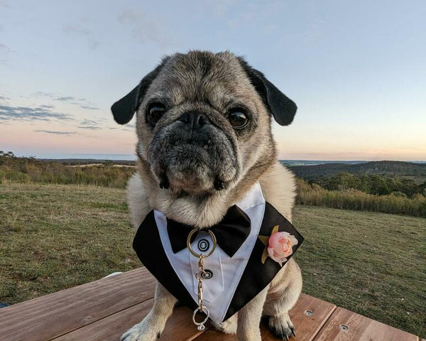 Dog Tuxedo Bandana with Flower Boutonniere - Black