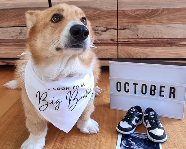 Dog Bandana - " Soon to be - Big Brother" - Pregnancy Announcement - Baby Reveal