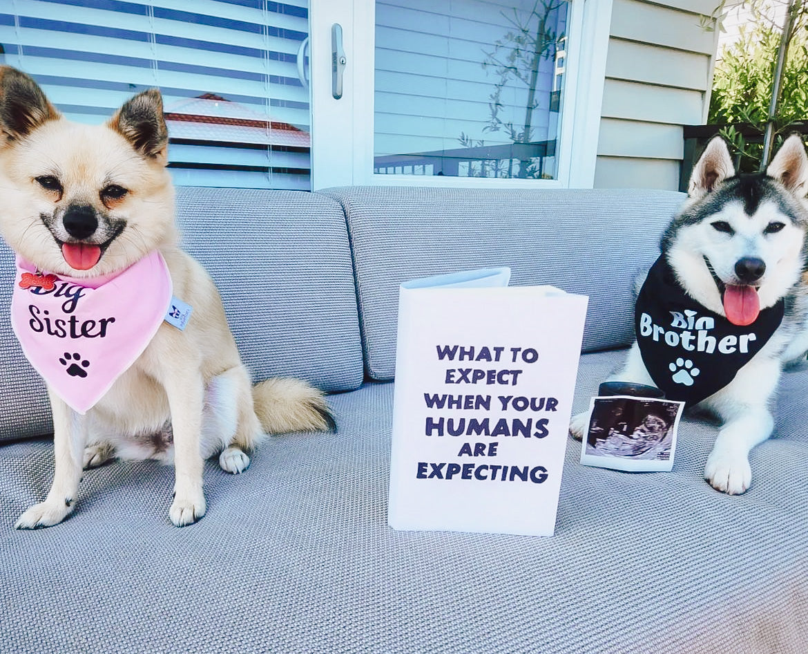 Dog Bandana - "Big Brother" - Pregnancy Announcement - Baby Shower gift