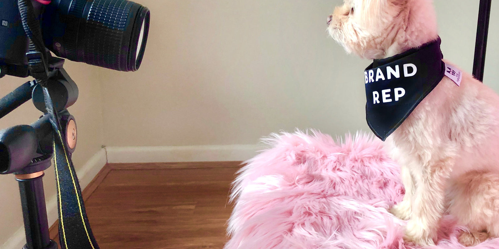What is a pet influencer and why people are crazy about them?