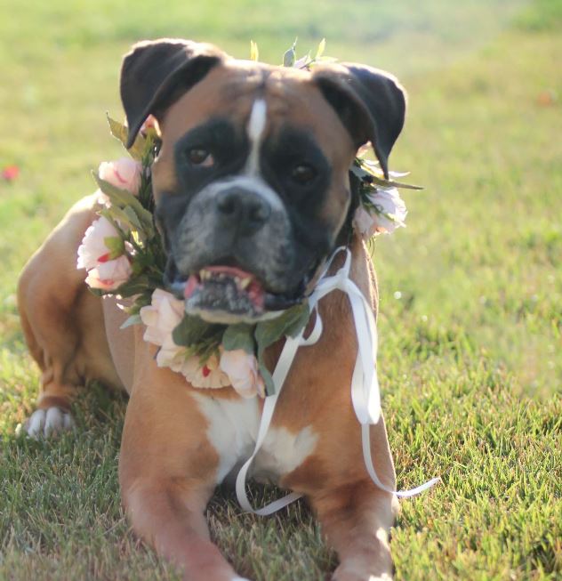 Wedding Dog Flower Collar, Photoshoot, 45-50cm, for Medium and Large Dogs