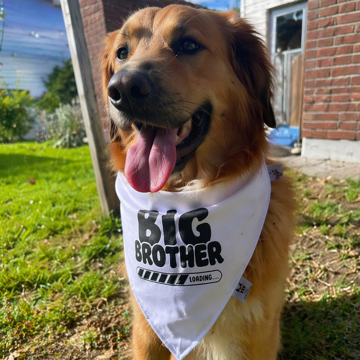 Big Brother Loading Dog Bandana – Baby Reveal