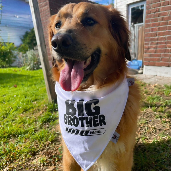 Big Brother Loading Dog Bandana – Baby Reveal