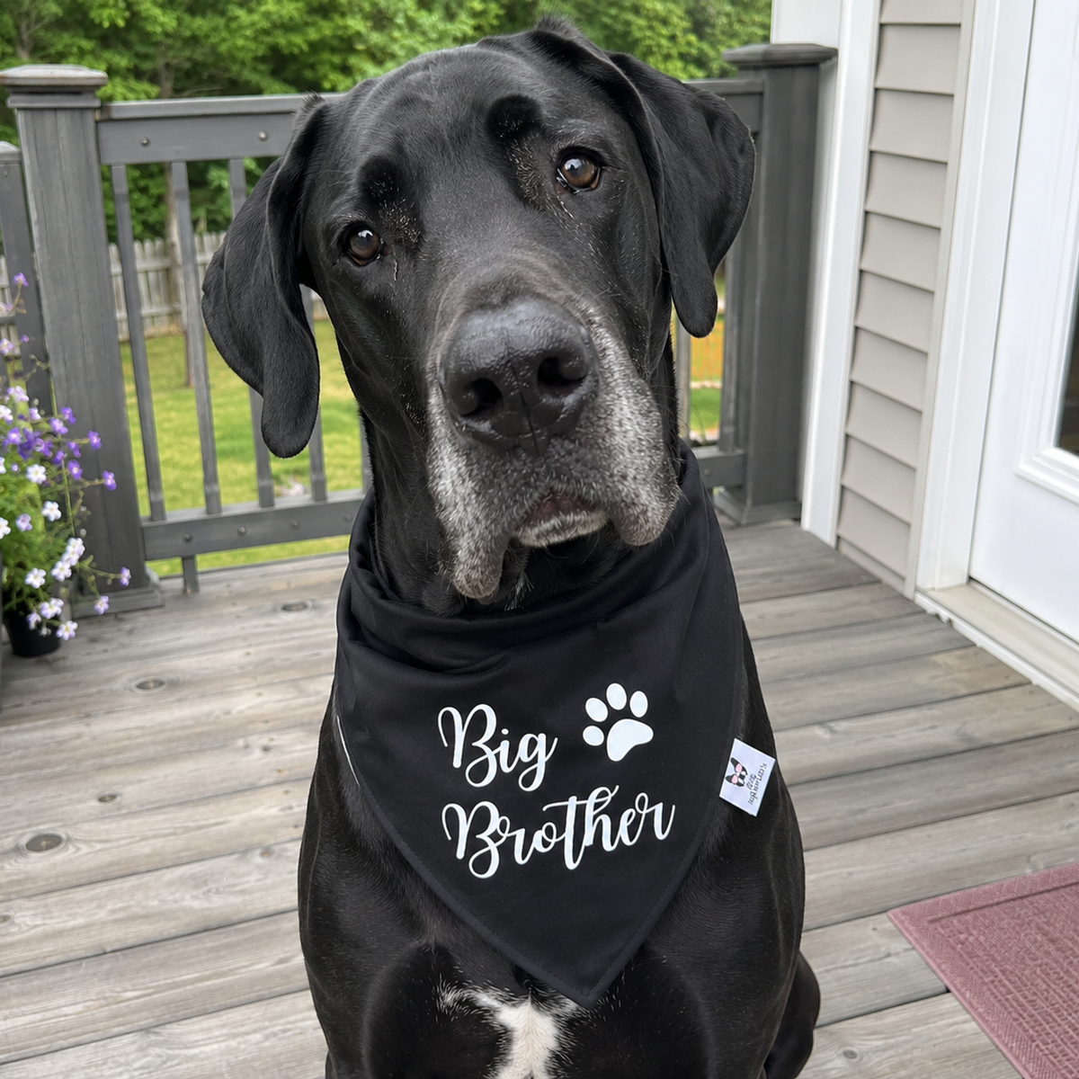 Big Brother Paw Print Dog Bandana – Baby Announcement