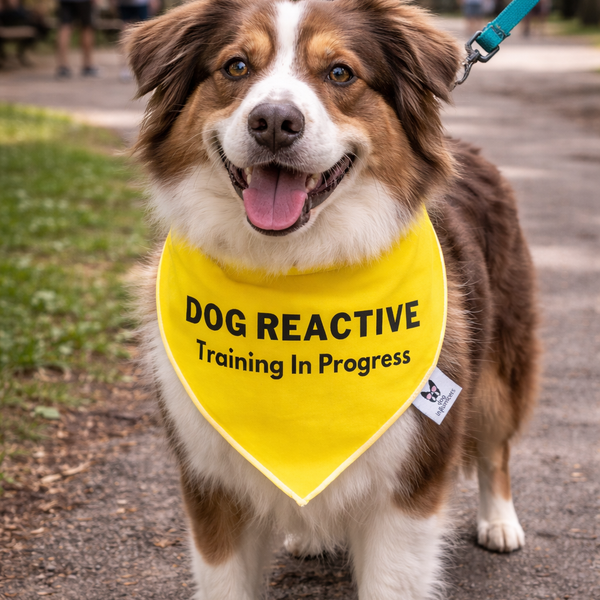 Warning Dog Bandana, Dog Reactive Training in Progress