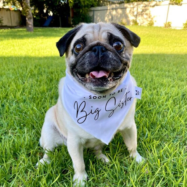 Dog Bandana - " Soon to be - Big Sister" - Pregnancy Announcement - Baby Reveal