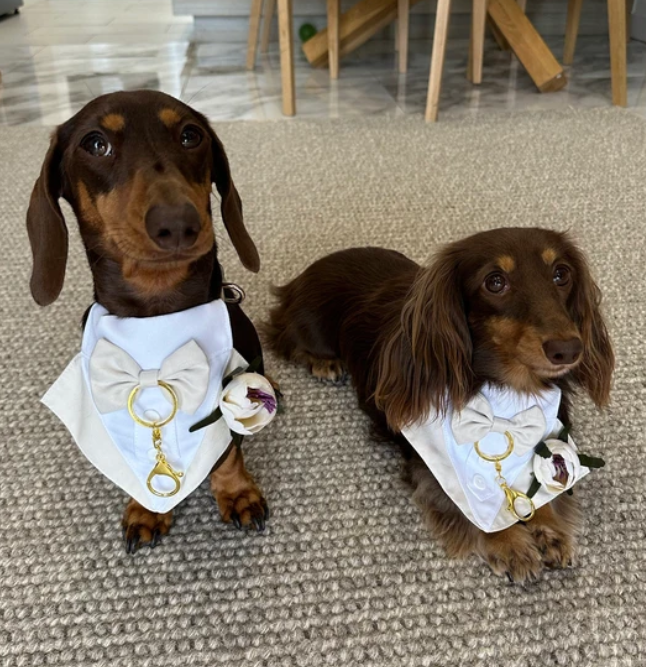 Wedding Attire Dog Wedding Collar Ring Bearer Doggie Wedding