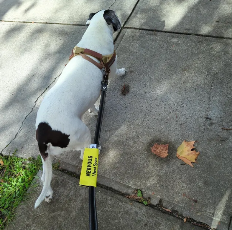 Dog Collar Dog Leash Reactivity Training Lead Sleeve For Reactive