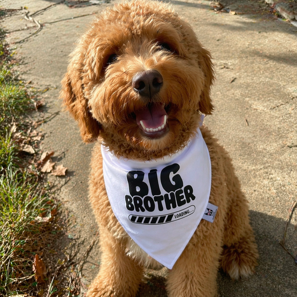 Big Brother Loading Dog Bandana – Baby Reveal