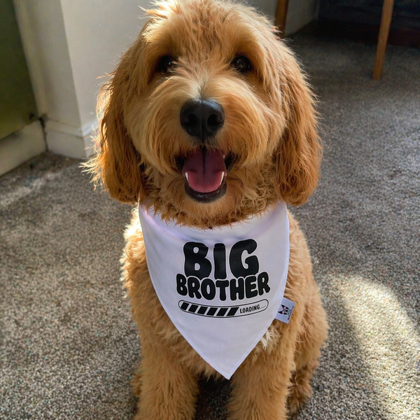 Big Brother Loading Dog Bandana – Baby Reveal