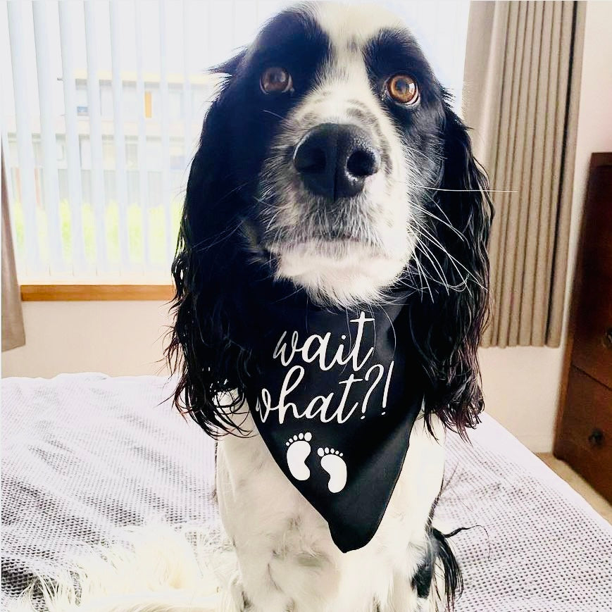 Pregnancy Announcement Dog Bandana - Wait what? - Funny Baby Reveal with Dog - Black Pet bandana