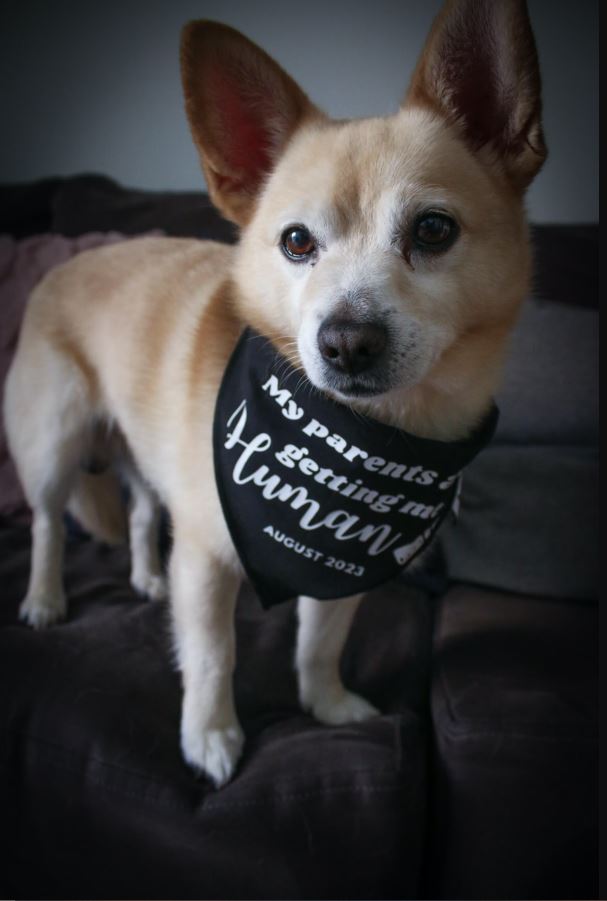 Pregnancy Announcement Dog Bandana - Customisable Due Date - My Parents are Getting me a Human