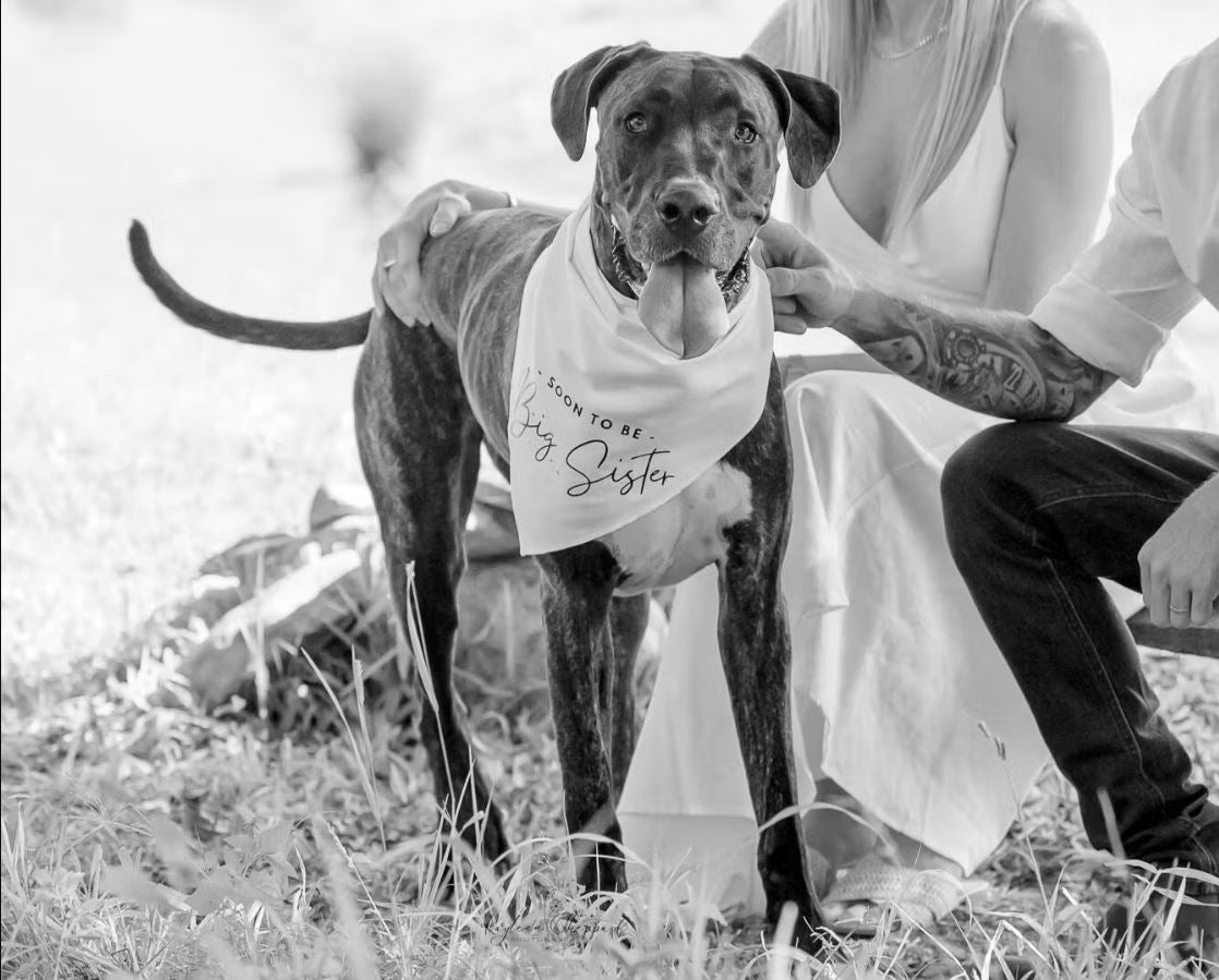 Dog Bandana - " Soon to be - Big Sister" - Pregnancy Announcement - Baby Reveal