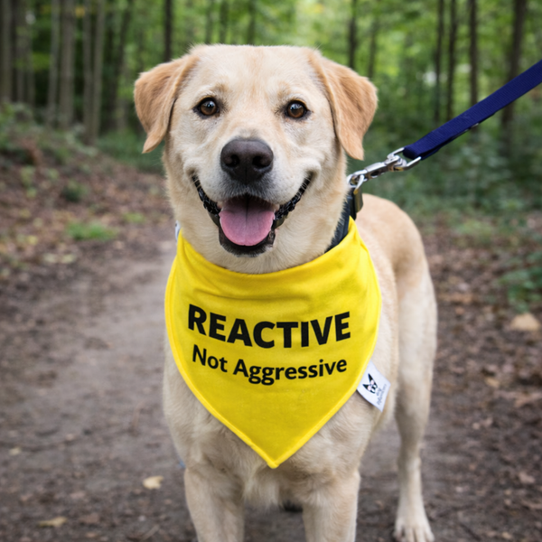 Warning Dog Bandana, Reactive Not Agressive