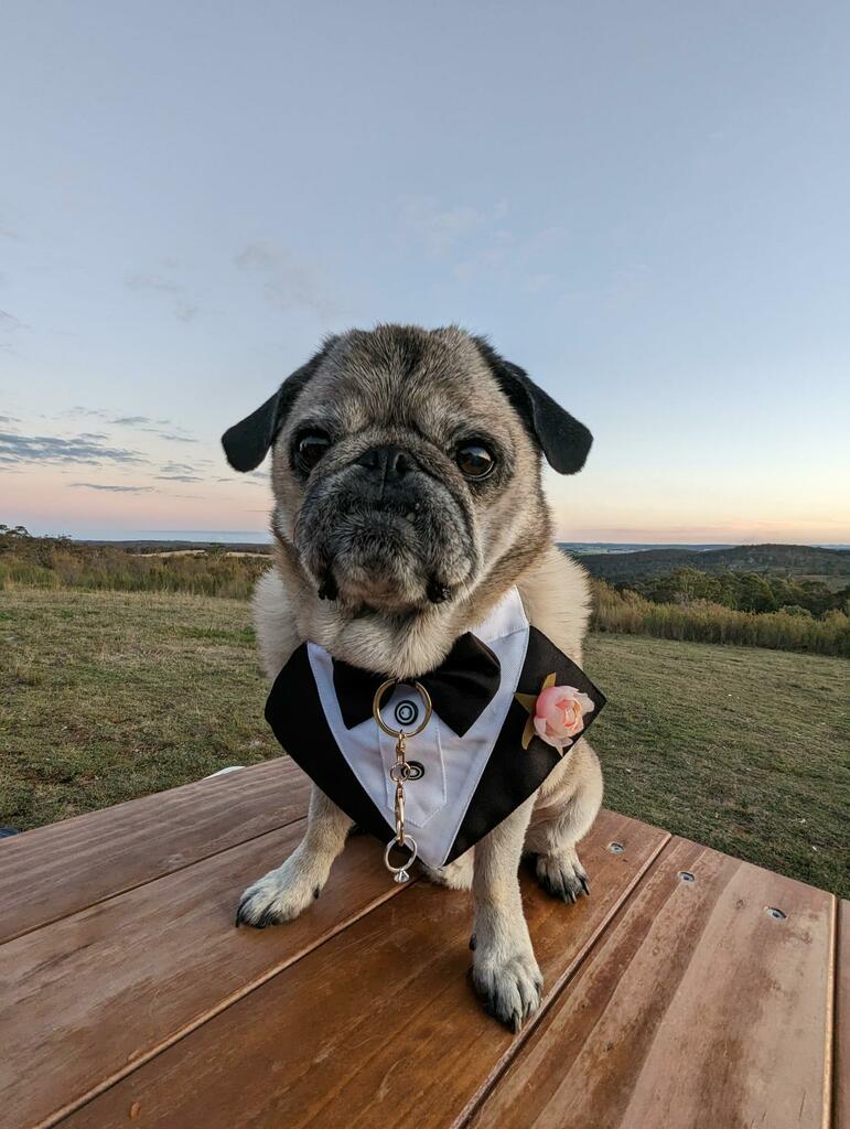 Dog Tuxedo Bandana with Flower Boutonniere - Black