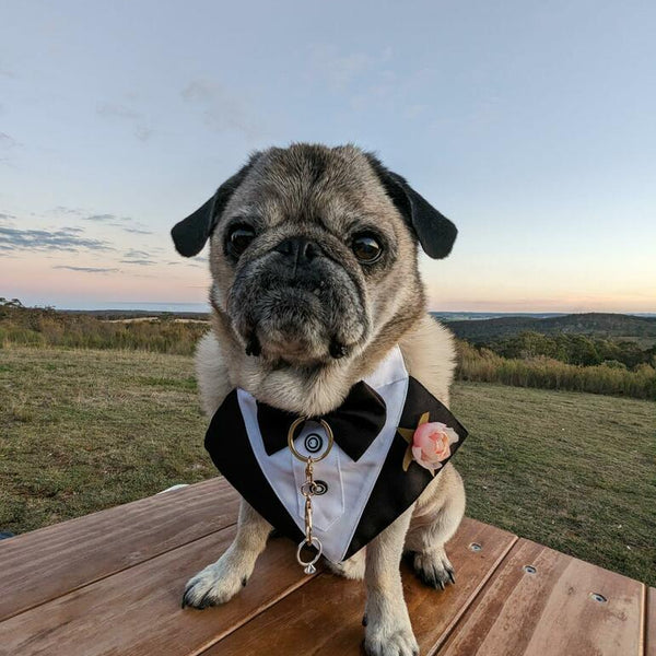 Dog Tuxedo Bandana with Flower Boutonniere - Black