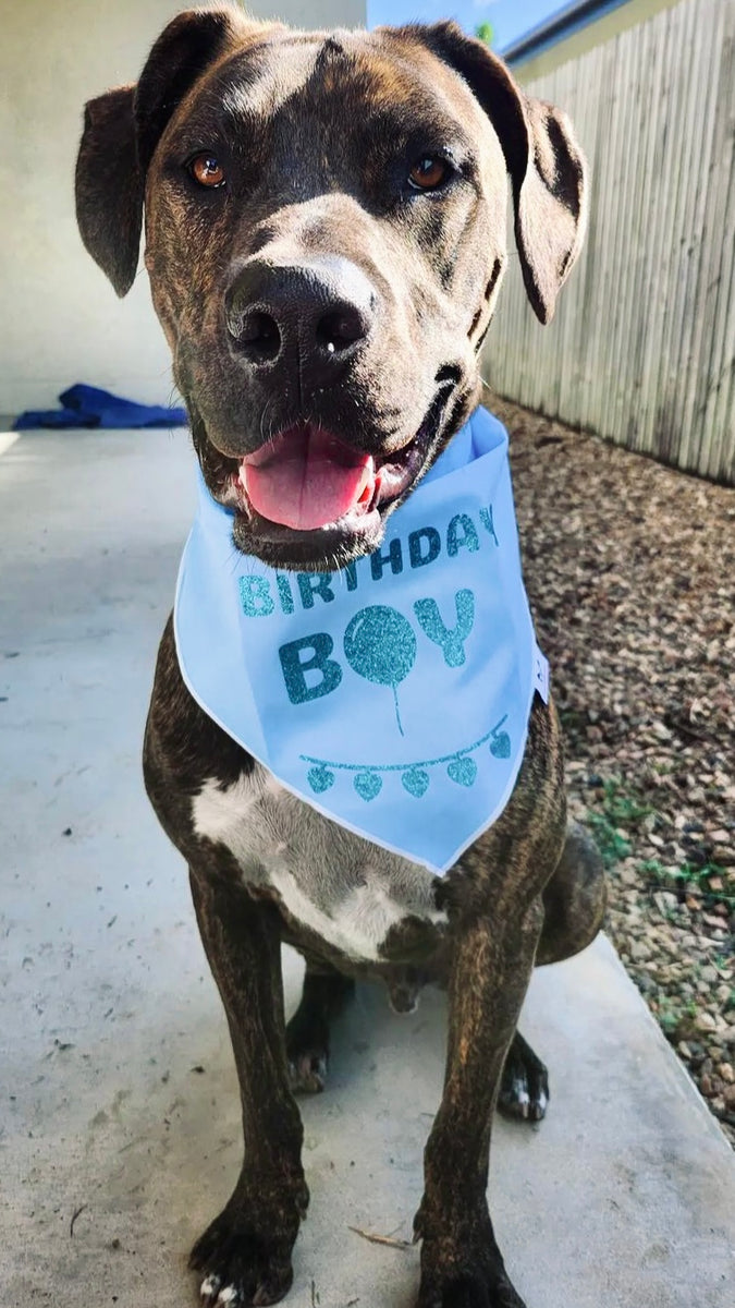 Birthday Dog Bandana, "Birthday Boy", Birthday Party Male Dog Bandana, Blue