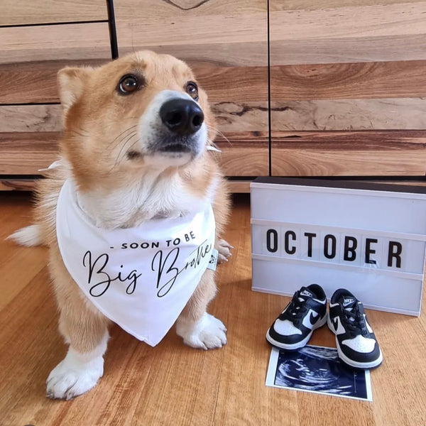 Dog Bandana - " Soon to be - Big Brother" - Pregnancy Announcement - Baby Reveal