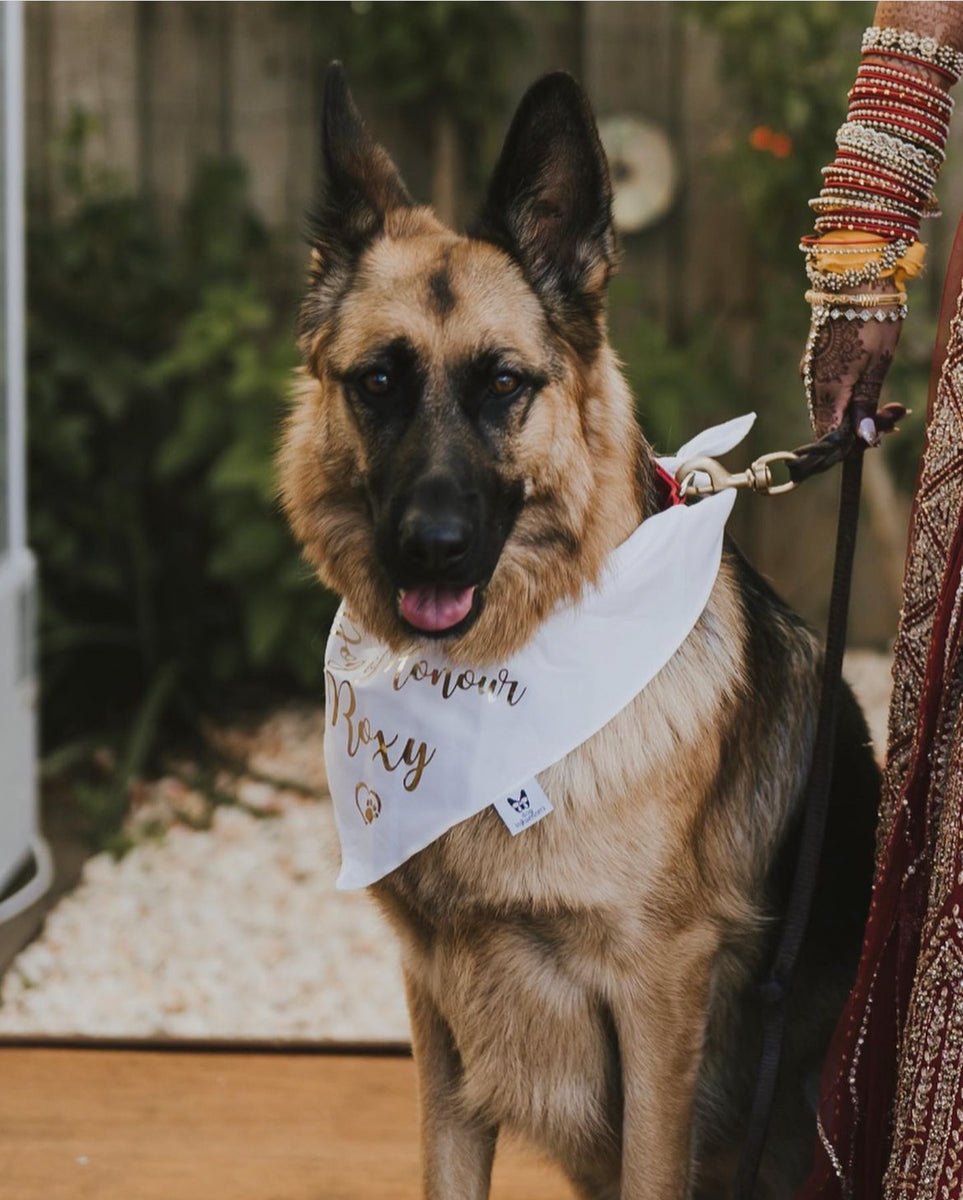 Personalised Wedding Dog Bandana - Dog of Honour - Customisable Name - White and Gold