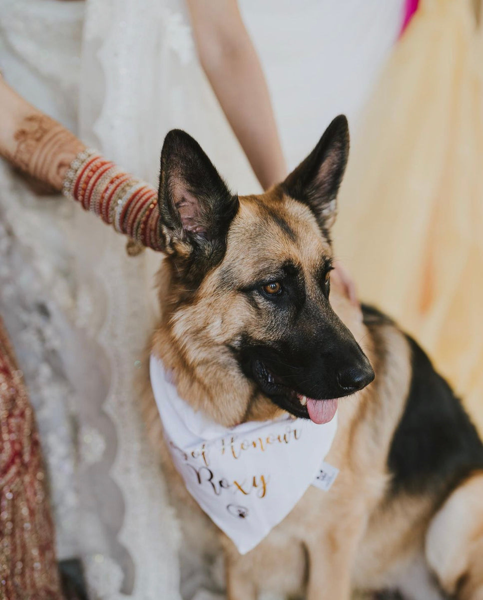 Personalised Wedding Dog Bandana - Dog of Honour - Customisable Name - White and Gold