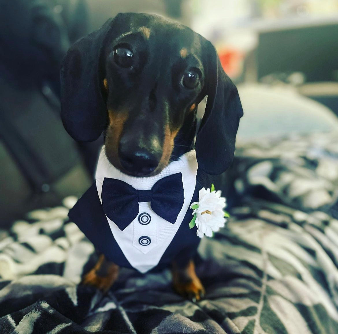 Dog Tuxedo Bandana with Flower Boutonniere - Black