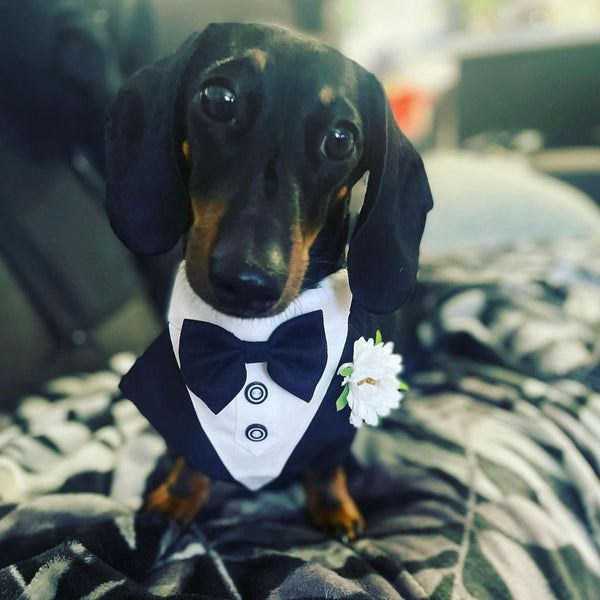Dog Tuxedo Bandana with Flower Boutonniere - Black