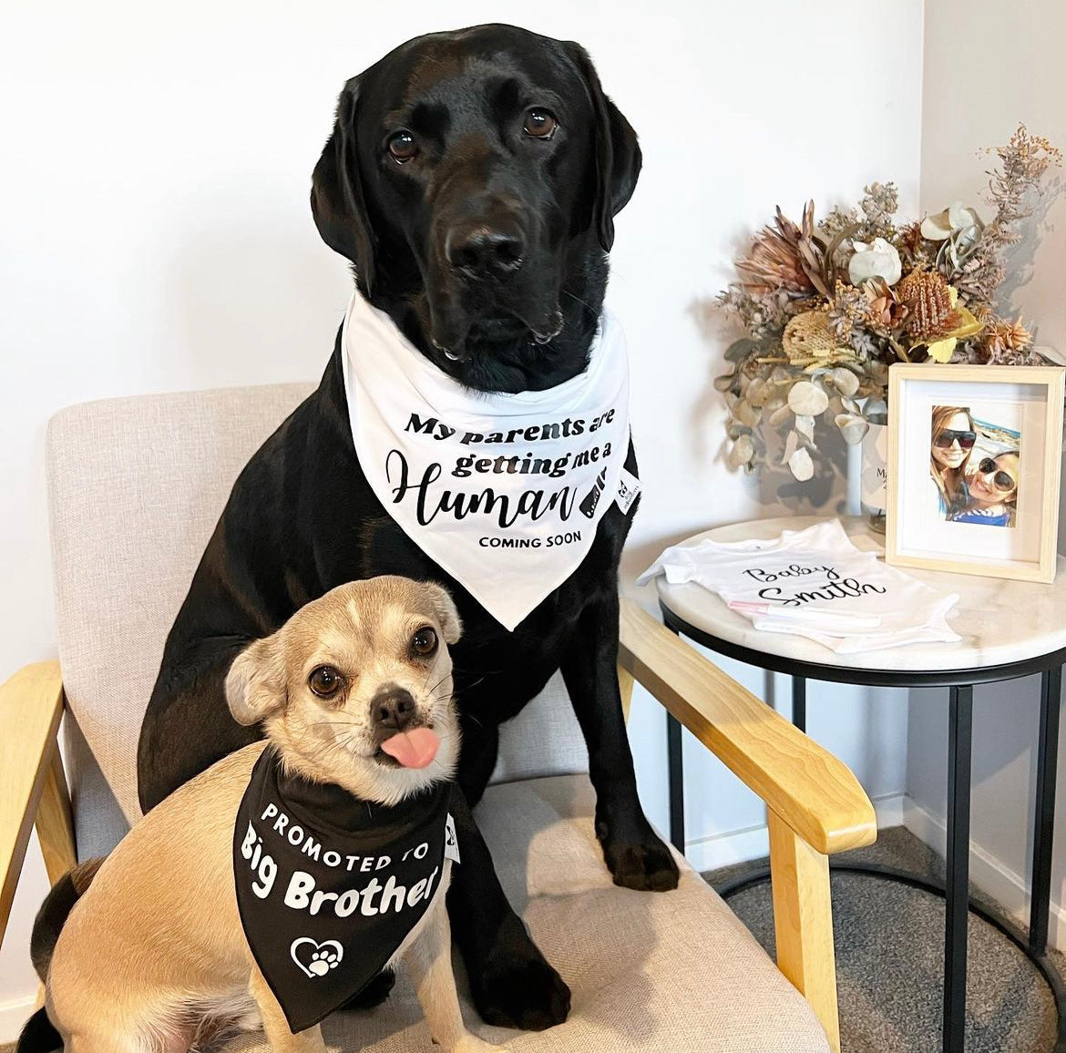 Pregnancy Announcement Dog Bandana - Customisable Due Date - My Parents are Getting me a Human