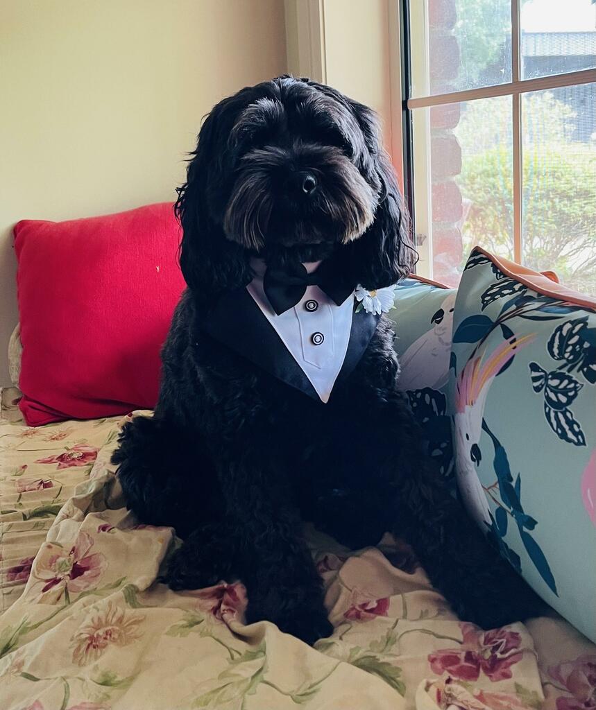 Dog Tuxedo Bandana  - Wedding, Formal Event & Special Occasion