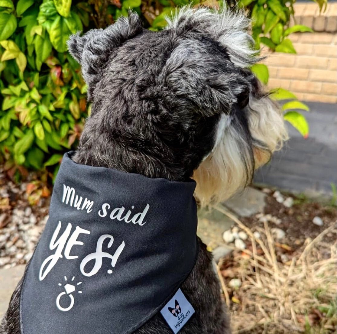 Dog Bandana - Engagement announcement - Mum Said Yes