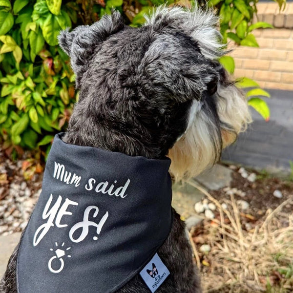 Dog Bandana - Engagement announcement - Mum Said Yes