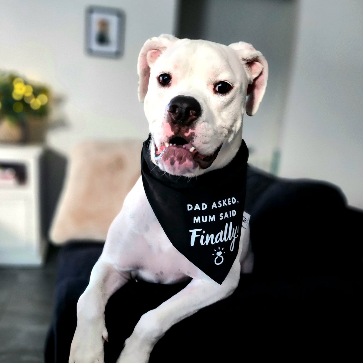 Dog Bandana - Engagement announcement - Dad Asked Mum Said Finally