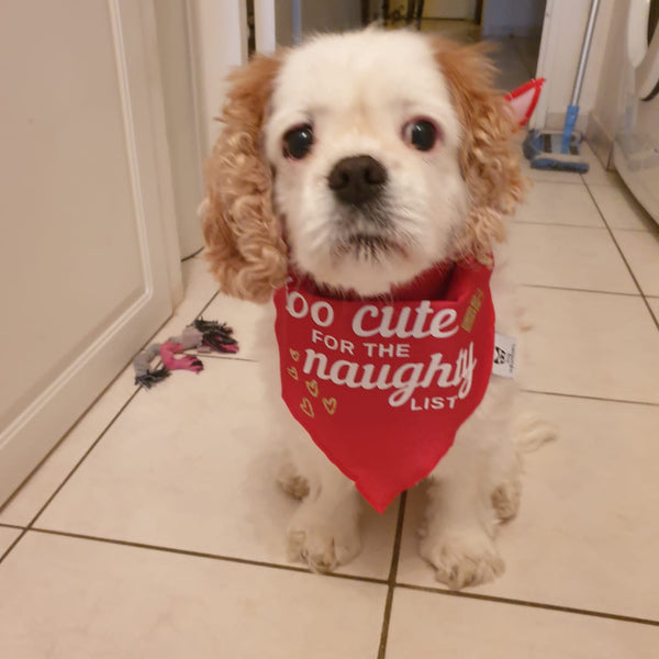 Christmas Dog Bandana - Too Cute for the Naughty List - Red & White Bandana - All Sizes