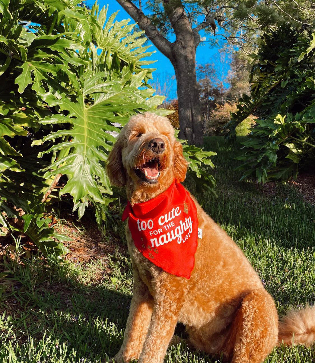 Christmas Dog Bandana - Too Cute for the Naughty List - Red & White Bandana - All Sizes