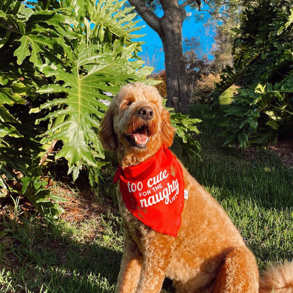 Christmas Dog Bandana - Too Cute for the Naughty List - Red & White Bandana - All Sizes