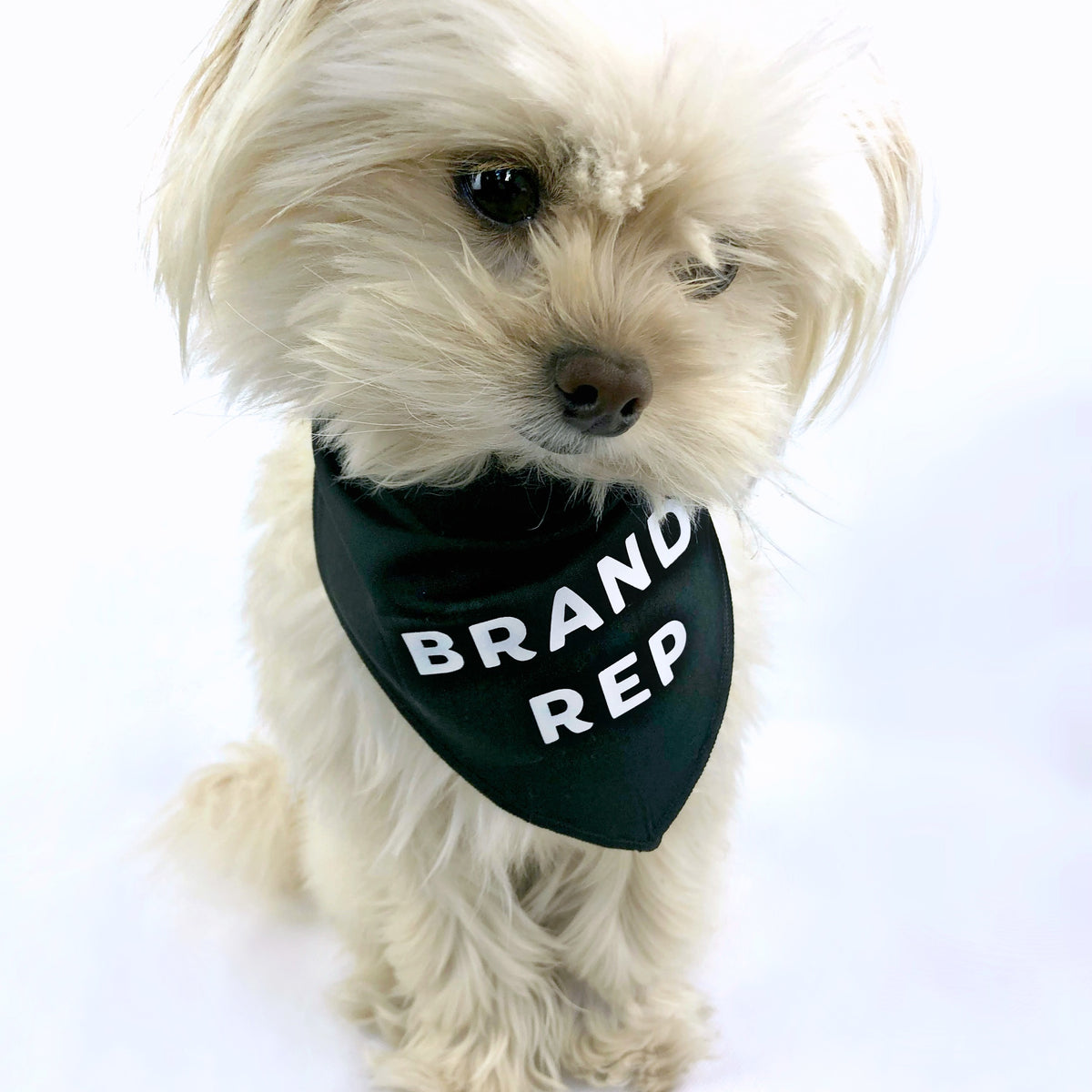 "Brand Rep" Black Dog Bandana - Dog Influencers