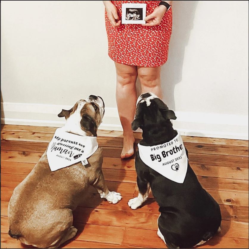 Pregnancy Announcement Dog Bandana - Customisable Due Date - Big Brother