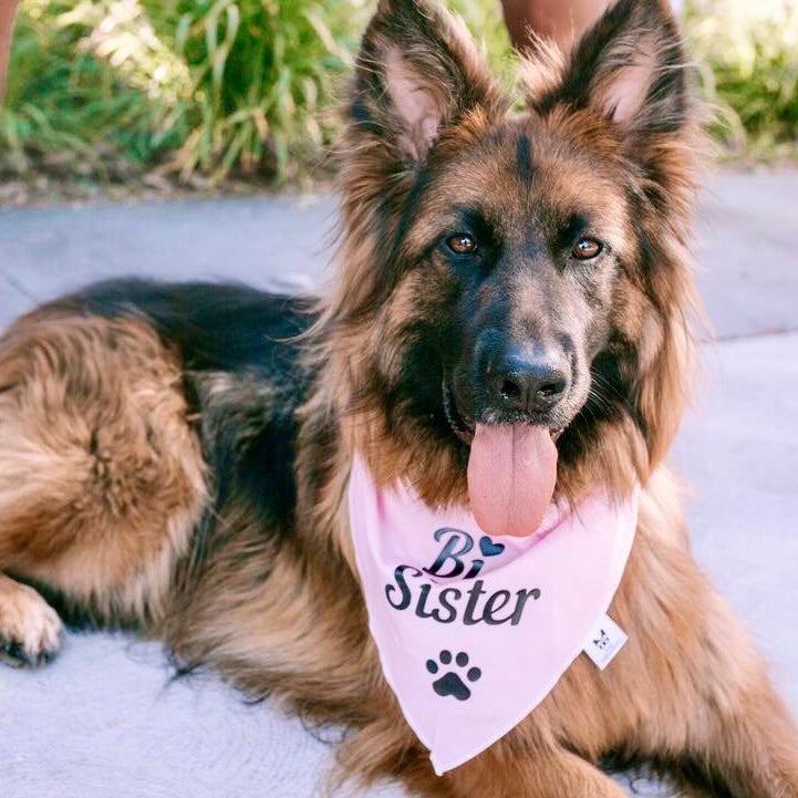 Dog Bandana Big Sister Everything Tailed Big Sister Dog Bandana