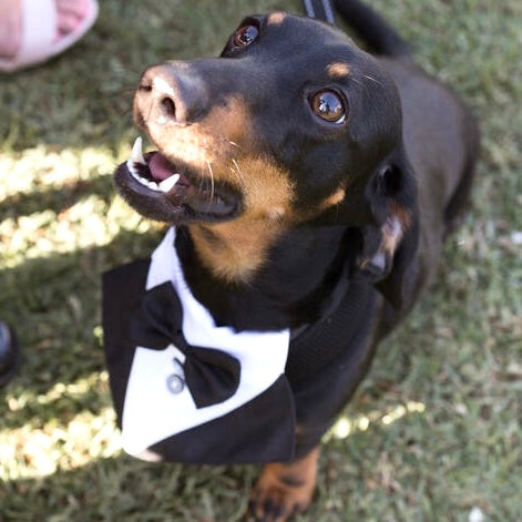 Dog Tuxedo Bandana  - Wedding, Formal Event & Special Occasion