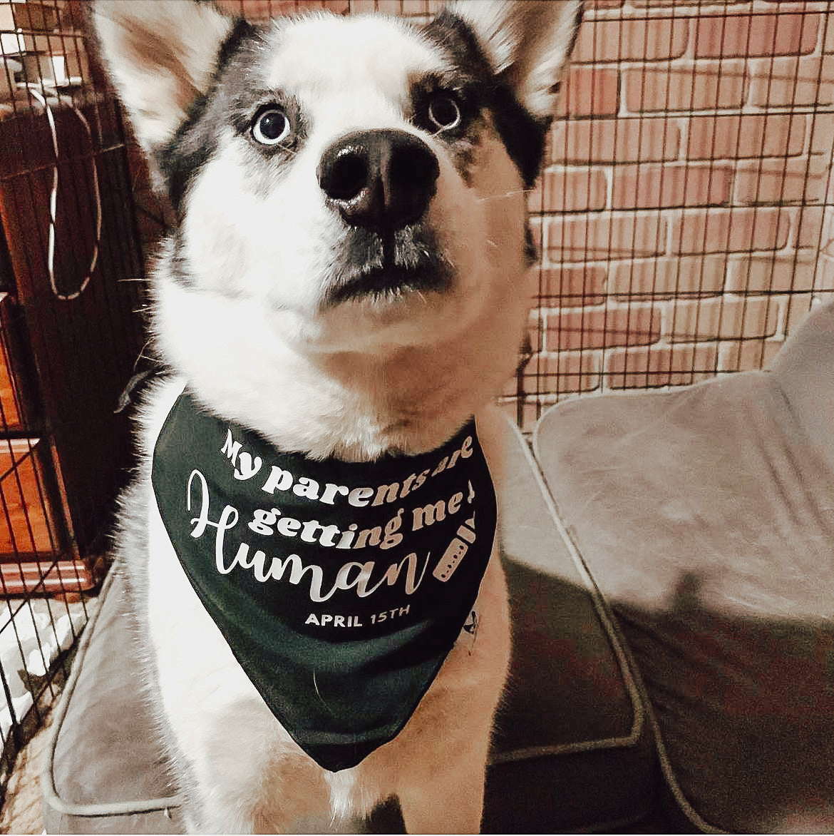 Pregnancy Announcement Dog Bandana - Customisable Due Date - My Parents are Getting me a Human