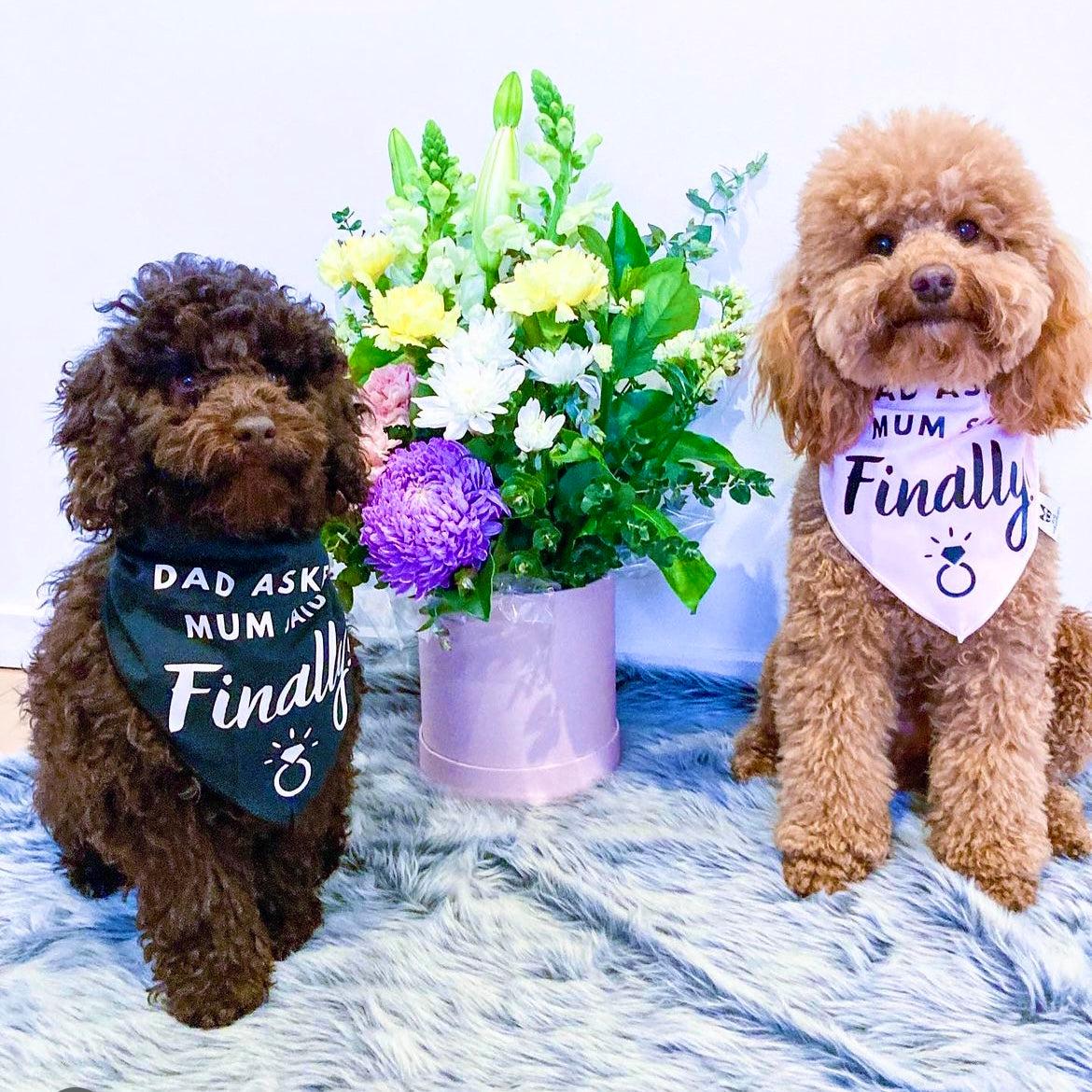 Dog Bandana - Engagement announcement - Dad Asked Mum Said Finally