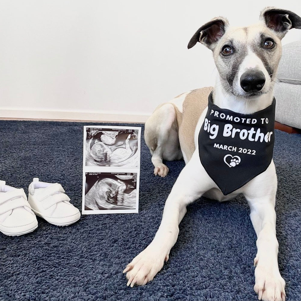 Pregnancy Announcement Dog Bandana - Customisable Due Date - Big Brother