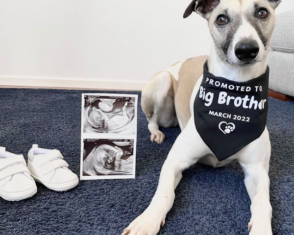 Pregnancy Announcement Dog Bandana - Customisable Due Date - Big Brother