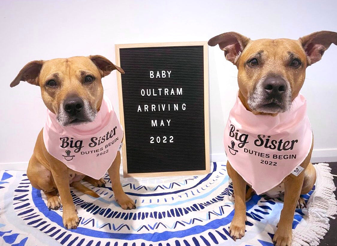 Pregnancy Announcement Dog Bandana - Customisable Due Date - Big Sister