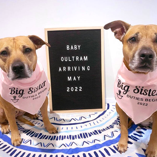 Pregnancy Announcement Dog Bandana - Customisable Due Date - Big Sister