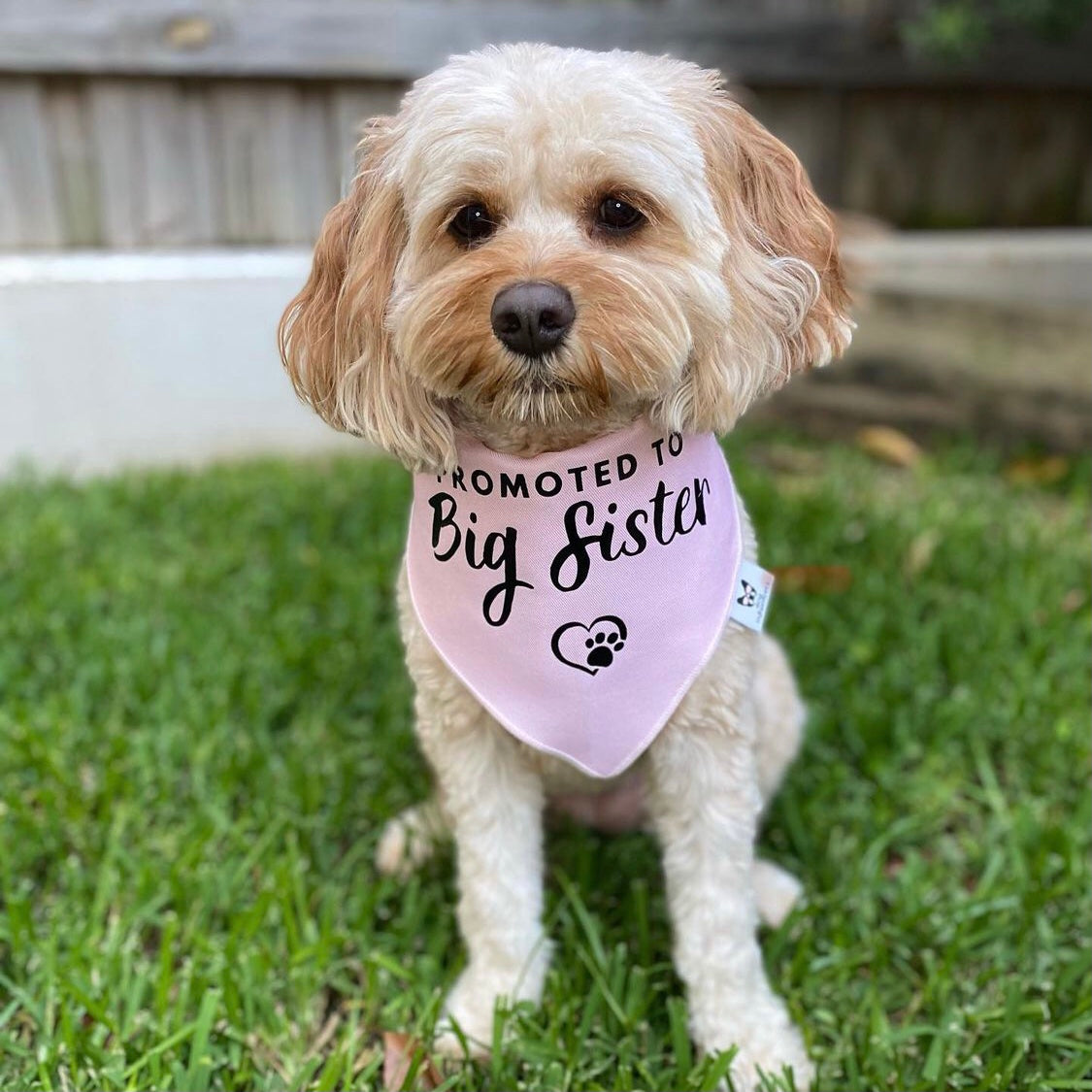 Pregnancy Announcement Dog Bandana - Customisable Due Date - Big Sister