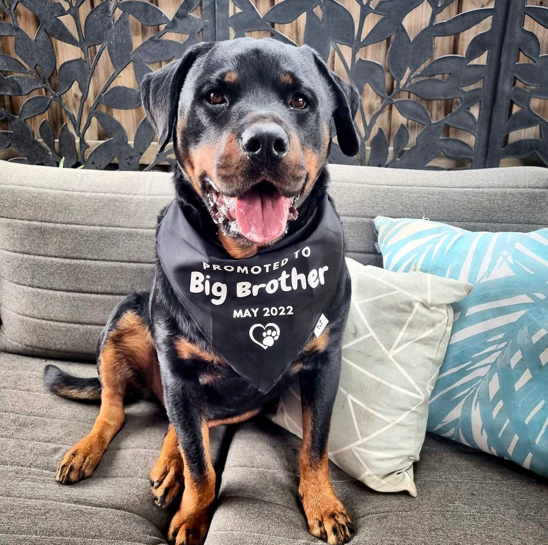 Promoted to big brother dog shop shirt
