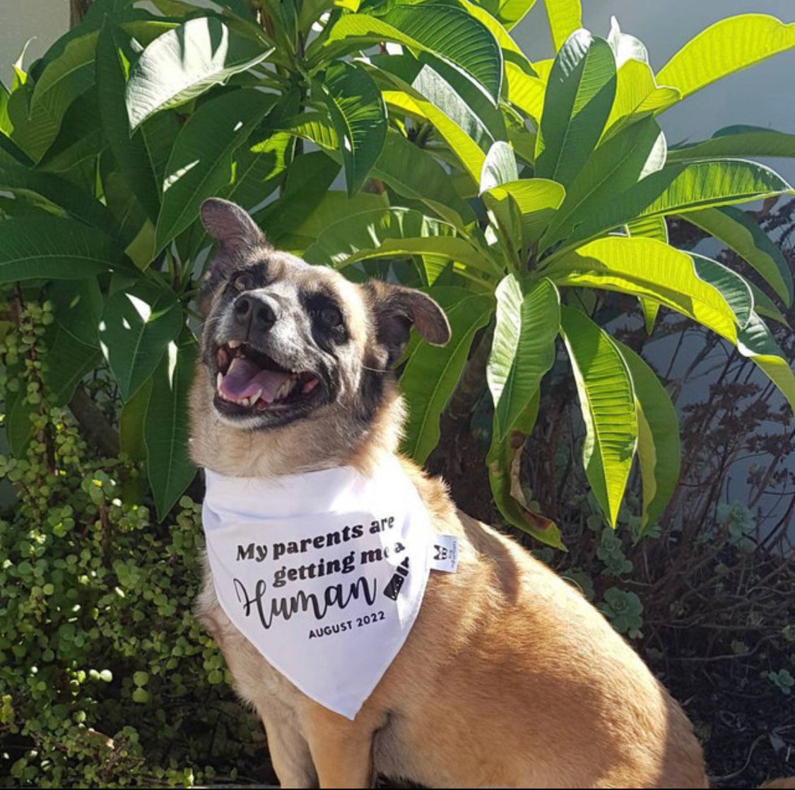 Pregnancy Announcement Dog Bandana - Customisable Due Date - My Parents are Getting me a Human