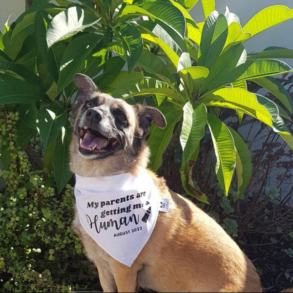 Pregnancy Announcement Dog Bandana - Customisable Due Date - My Parents are Getting me a Human