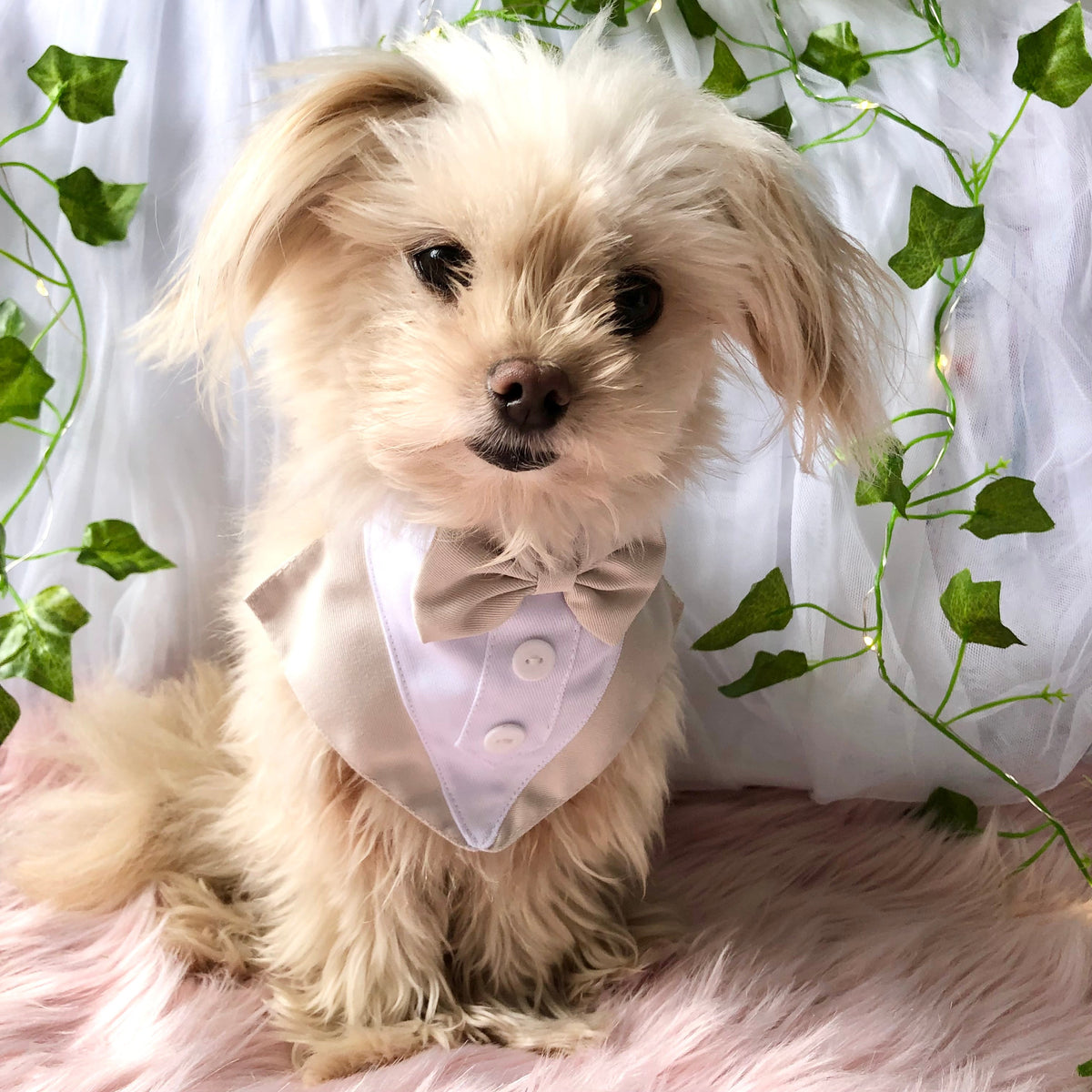 Dog Tuxedo Bandana with Flower Boutonniere - Beige